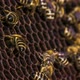 Bees Work on Empty Honeycomb - VideoHive Item for Sale