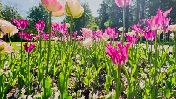 Close Up Footage of Multicolored Tulips in Sunny Weather Purple Color Backlight