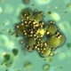 Breeding Virus Colony - VideoHive Item for Sale