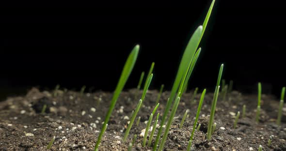 Fresh Grass Growing Macro Timelapse