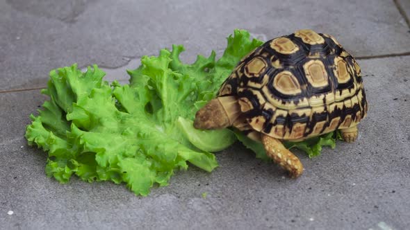 Pardalis tortoise eating lettuce