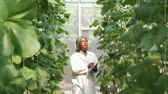 Senior Researcher in Scientist Lab Coat Examining on Plant Data Technology Inside Farm Lab