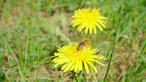 A bee collects nectar from a dandelion flower and flies away, slow motion 250fps