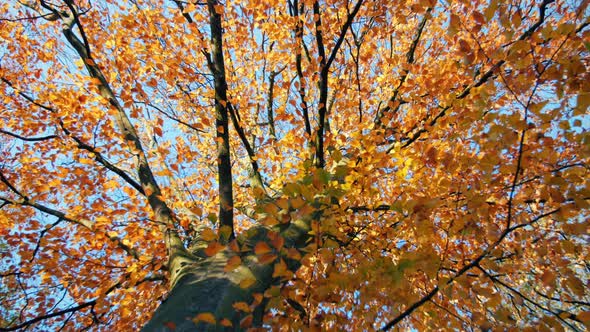 Beautiful Autumn Tree