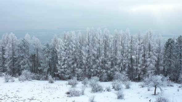 Wonderful Pinewood Forest with Flying Birds