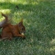 Close up of a squirrel eating - VideoHive Item for Sale