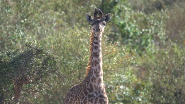 Giraffe calf in Africa