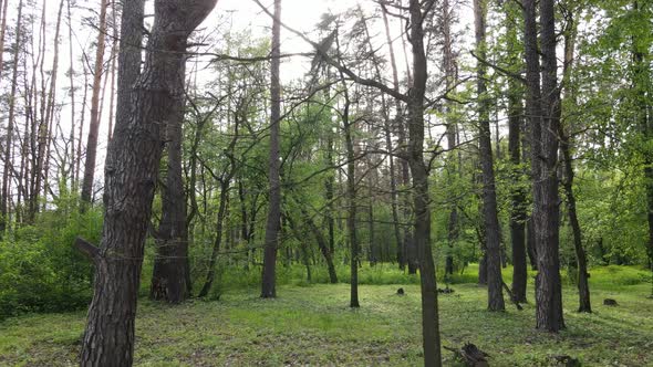 Summer Forest with Pine Trees Slow Motion