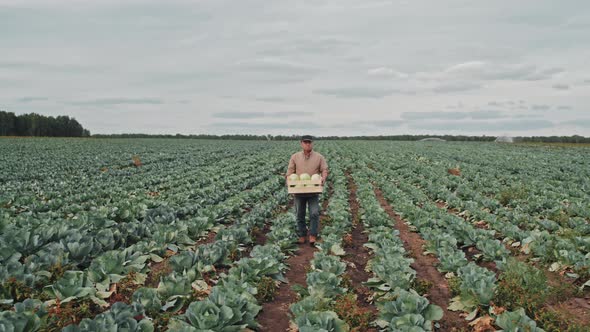 Carrying Box Of Cabbage