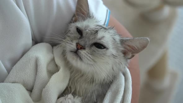 Cute Kitten After Bath Is Covered With A White Towel Slow Motion 