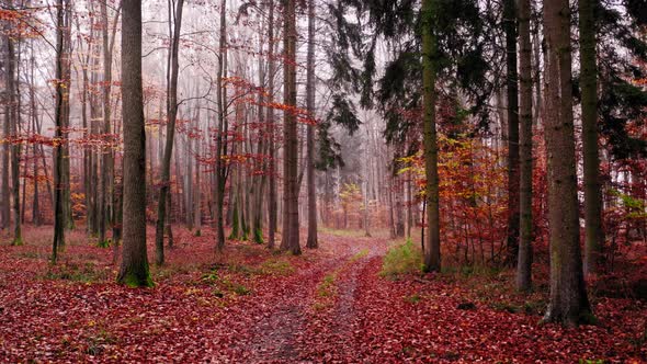 Foggy footpath through autumn forest, aerial view