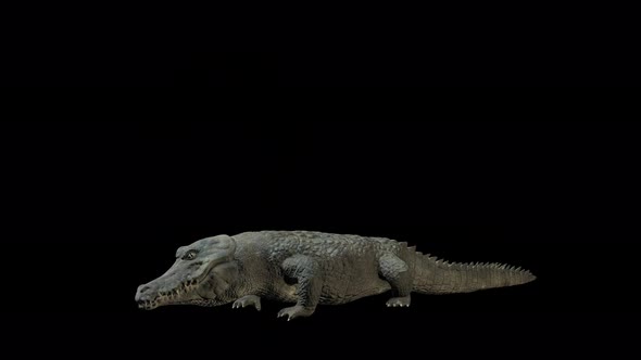 4K Crocodile Bite alt