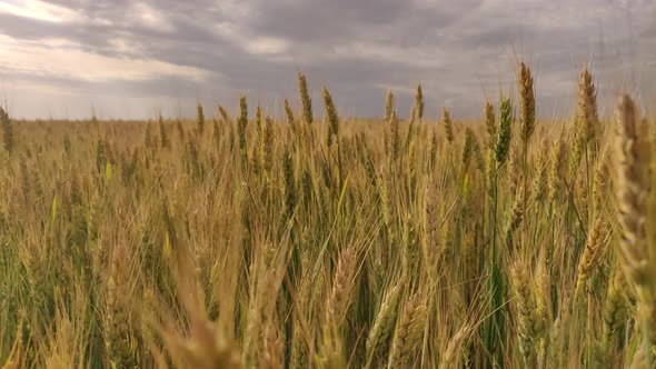 Spikelets Of Wheat On A Large Field In Cloudy Weather