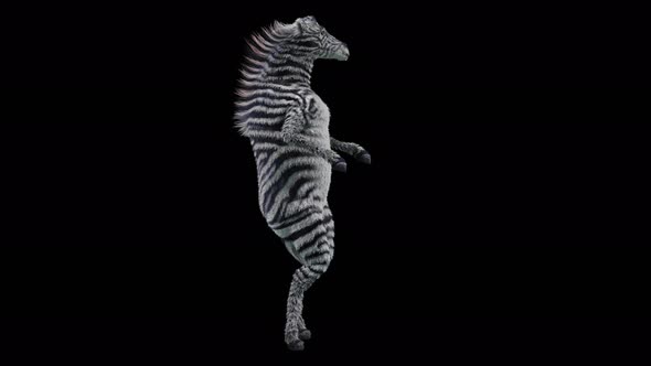 55 Zebra Dancing 4K alt