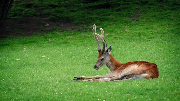 Deer Resting In The Grass