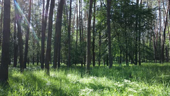 Beautiful Green Forest on a Summer Day Slow Motion