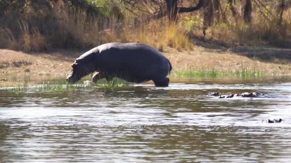 Footage of a big adult hippo in a natural lake in a national park in south africa