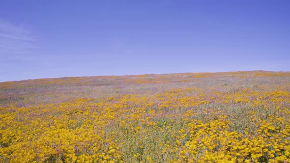 Overview of the Yellow Poppy Field. The Antelope Valley Poppy Reserve in Lancaster, California. Pede
