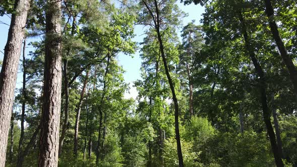 Green Forest with Trees By Day