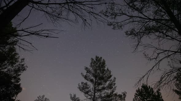 Time Lapse Footage of Stars in Night Sky Above Trees