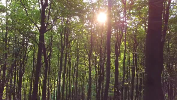 Fly Up in Peaceful Forest