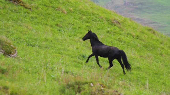 A Black Lone Adult Stallion Gallops Uphill Through a High Mountain Pasture Against the Backdrop of