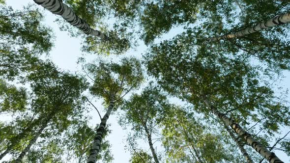 Low-angle Shot Of Birch Trees