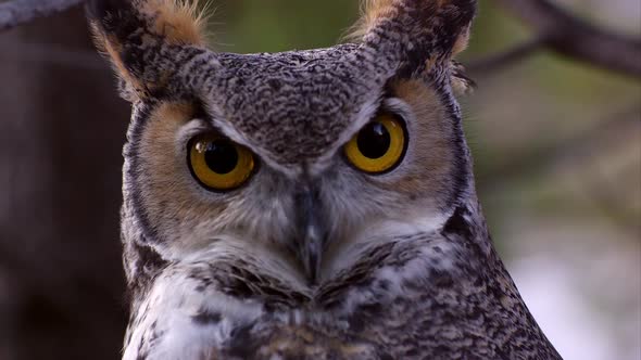 Shot of great horned owls head swiveling and hooting