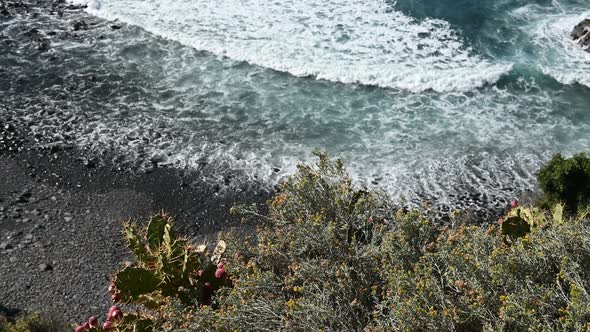 Bushes and Cactus on the Background of a Black Sand Beach and Big Waves in Tenerife