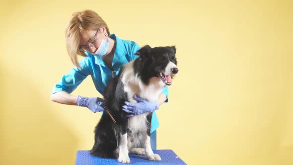 Fair-haired Woman in Blue Uniform, Glasses Trimming the Hair of Breed Dog