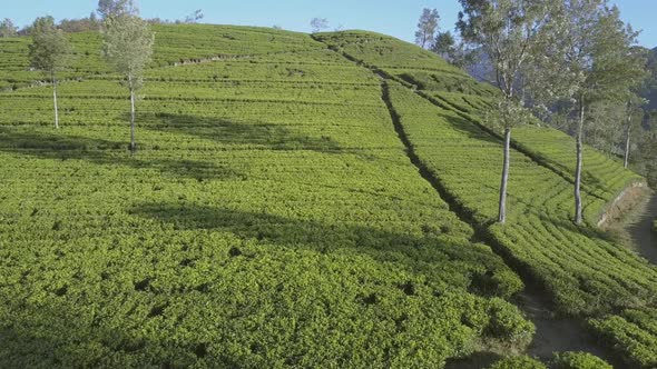 Endless Tropical Highland with Fresh Green Plantations