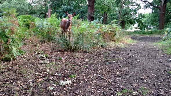 A female deer is seen very close in an area surrounded by trees. Is eating acorn which are scattered