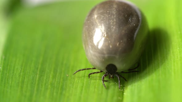 Mite Full of Blood on the Green Leaf Moving Its Legs.