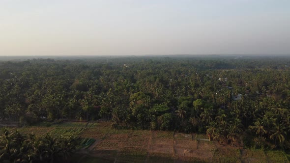 Kerala village scenery and landscape covered with lush green coconut trees