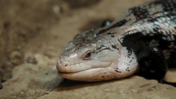 Blue-tongued Skink Reptile Resting On The Rocks In Australian Wilderness. Close Up