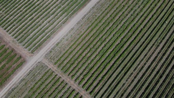 Aerial View of Vineyard