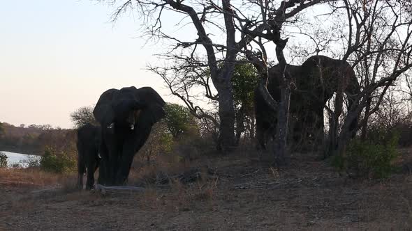 A group of elephants graze near a watering hole in Africa