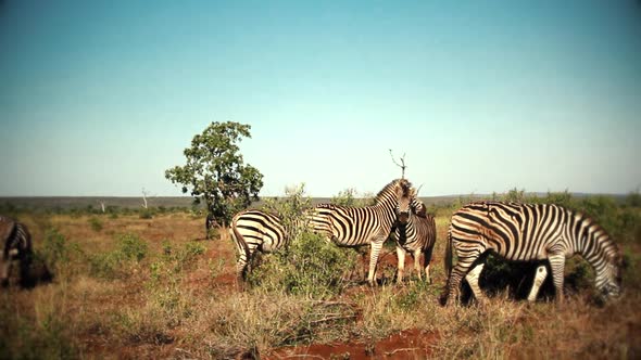 a group of zebras walking freely in Africa
