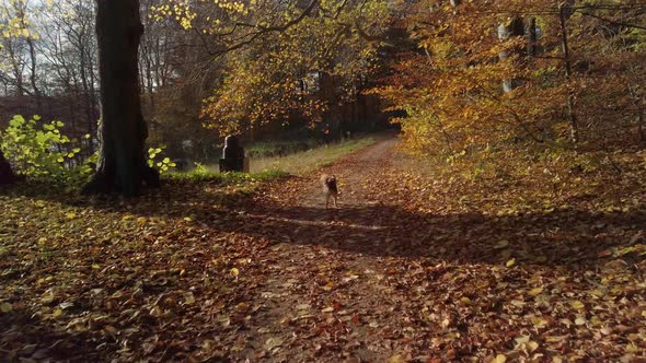 Cute, little brown dog running around autumn forest at Sophienholm, Bagsvaerd, Copenhagen, Denmark