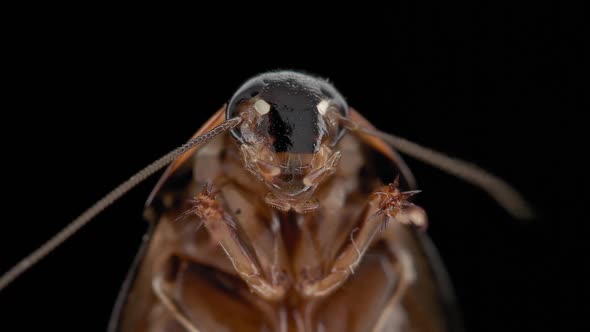 Cockroach insect Pycnoscelus nigra, family Blaberidae