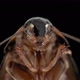 Cockroach insect Pycnoscelus nigra, family Blaberidae - VideoHive Item for Sale