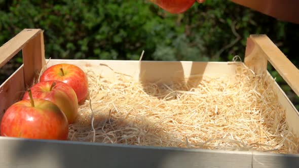 Hand Puts a Juicy Red Apples From a Wooden Box