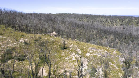 Drone aerial footage of forest regeneration after bushfires in regional Australia