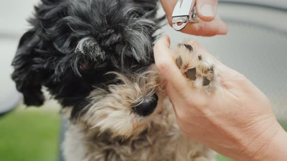 Hands with Clippers Cut the Dog's Claws