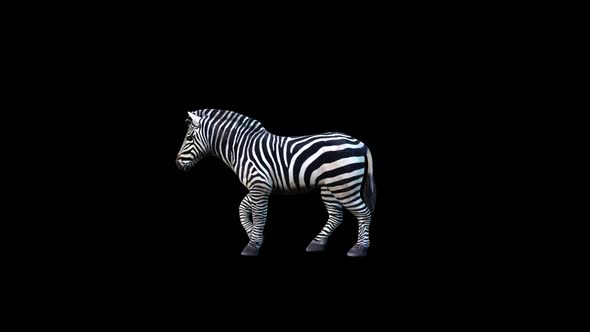 Zebra Walk 2