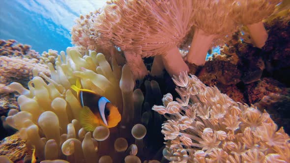 Underwater Soft Corals and Clownfish