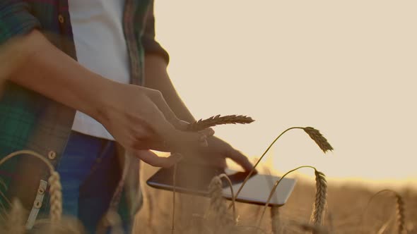 Young Girl Farmer in Plaid Shirt in Wheat Field on Sunset Background