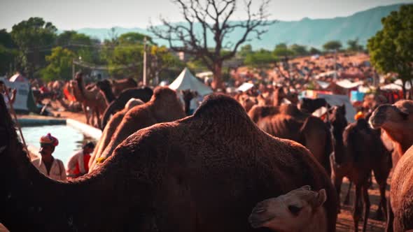 Cinematic Slo-mo Shot of Camel Chewing in Pushkar Camel Ground , India 