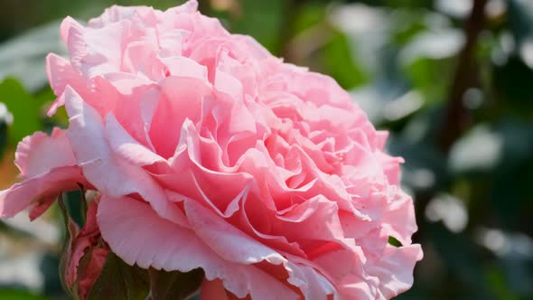 Beautiful delicate picturesque bush blooming roses on a summer day in the park. Rose garden.