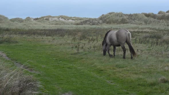 Konik horse eating rough grass habitat management